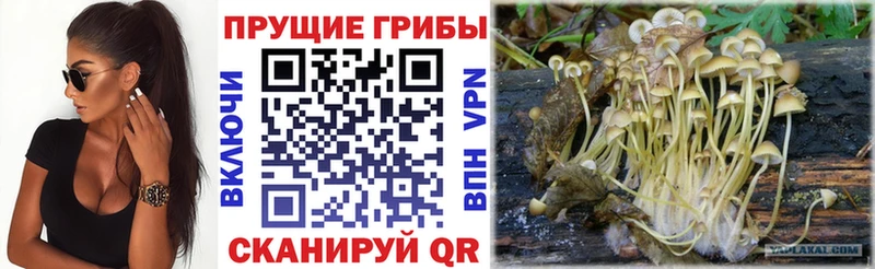 цена   Луга  Галлюциногенные грибы Magic Shrooms 